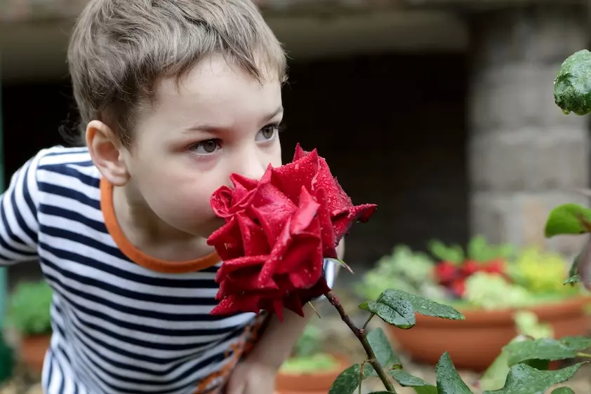 a young boy in a striped shirt smells a red rose